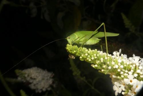 Phaneroptera nana